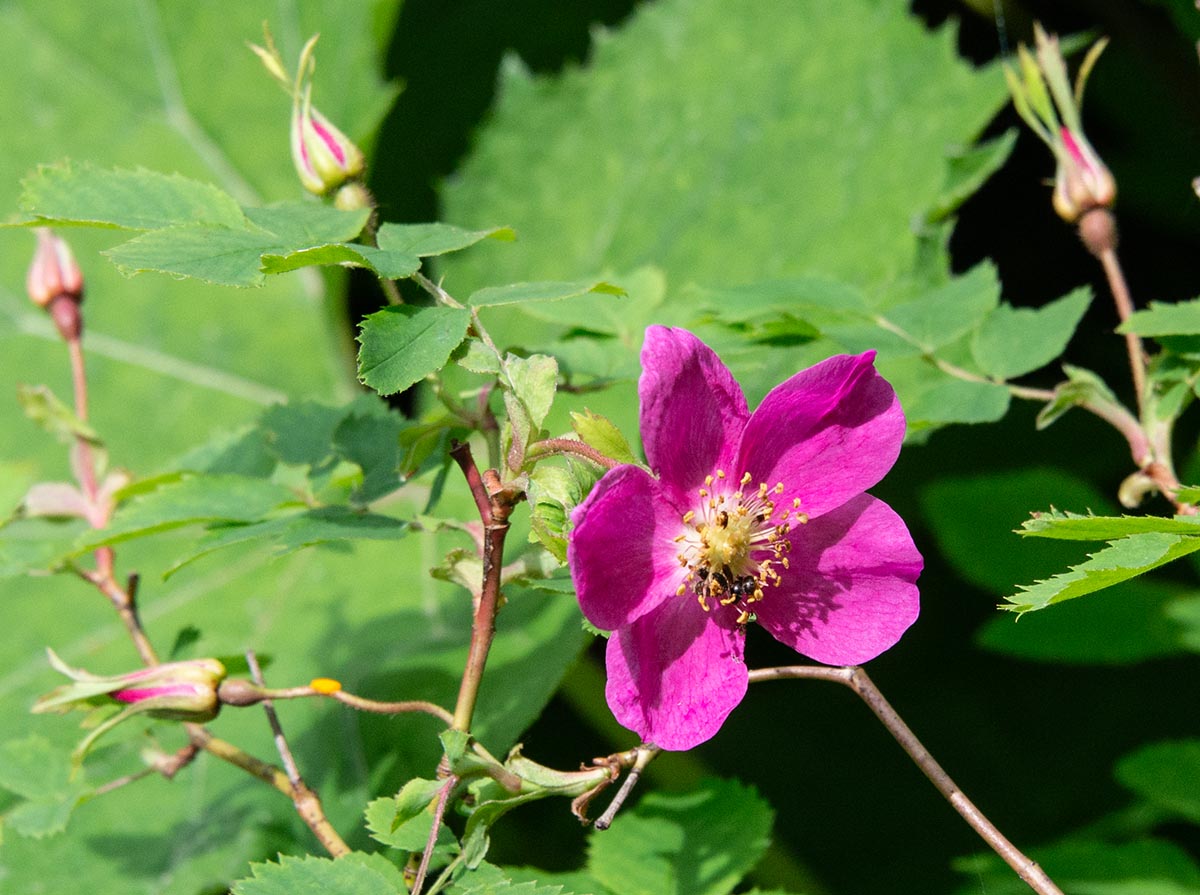 Bl&uuml;te
